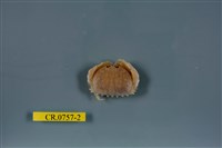 藏品(卷折饅頭蟹)的圖片